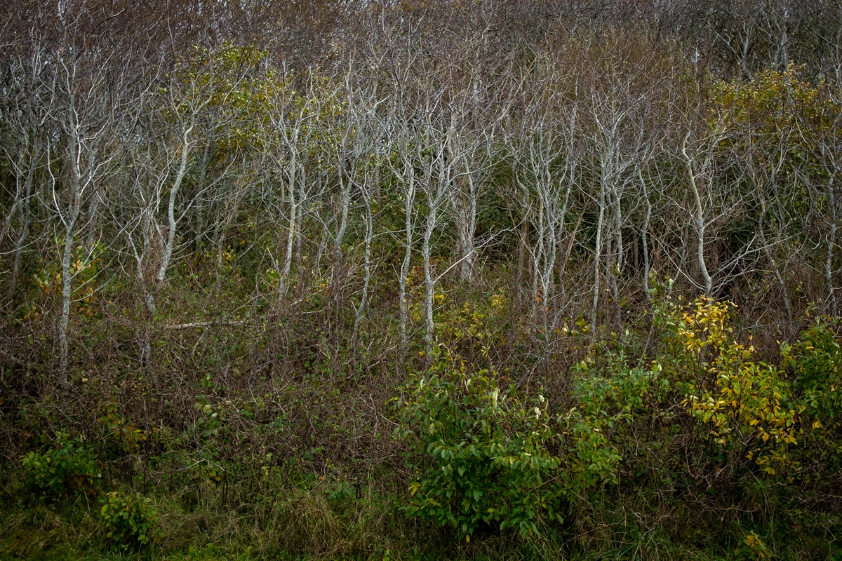 TEGG – Bild »undurchdringbar« aus Bilderserie »Streifzüge«