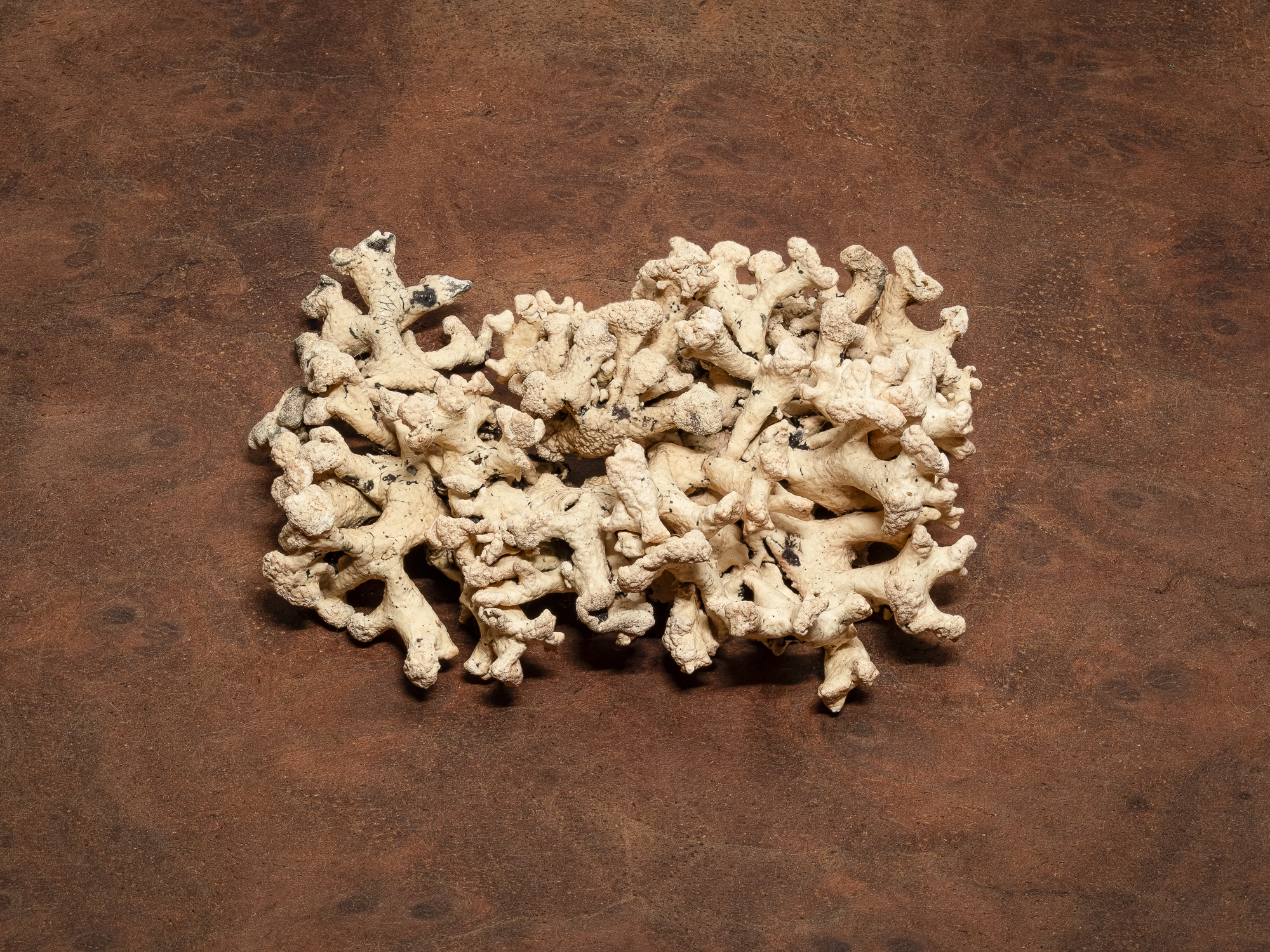 teaser image artist one